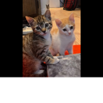 Rosy and dexy life