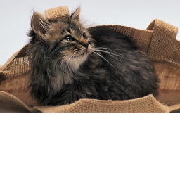 Cat Obby