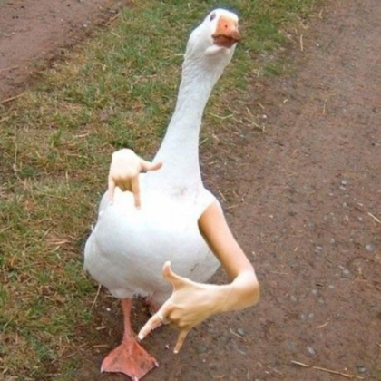 duck throwing up gang signs Roblox decal
