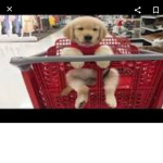 Puppies pizza