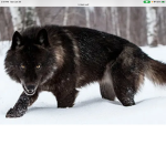 Ender wolf