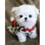 ~*•Puppy army•*~