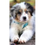 Dogs are cool and cute and adorable