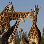 giraffes
