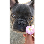 My puppy dog