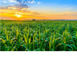 Corn
