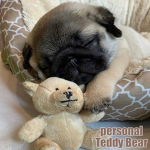 the cute pug and bear group or something like that
