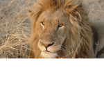 Happy lion 2014