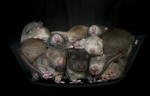 Kingdomofrats