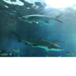 Shark and fish Group