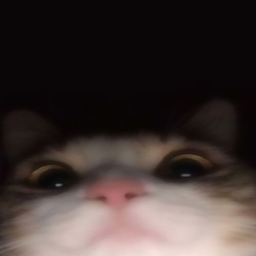 ⁎˃ᆺ˂⁎