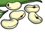 Little Lima Beans