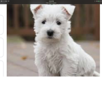 i love dogs! Forever!