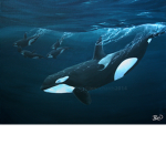 whale fan's