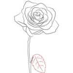 [GOLD ROSE]