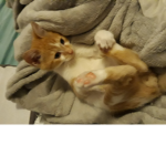 Sooept