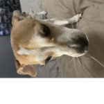 Honey blonde is my dog