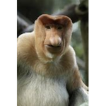 Monkeyzrus