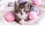 We're Purrrrfect! The Clever Cats;