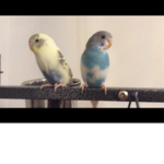 Angel Budgie Squad!
