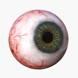 THE EYES