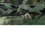 |RAl Russian Army