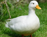 The Roblox Duck army