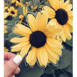 iiisunflowerziii