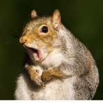 Squirrel gc