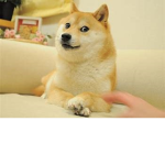 Project DOGE
