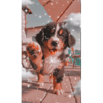 Princess puppies GO!