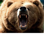 Grizzly Bears: