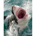 sharks that hurt 2.0