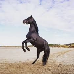 Raven Riding Horse Academy