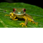 “Frog Army”