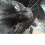 Jayla's ekittens