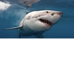 The I love sharks group