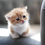kittykitties3