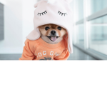 The Major Dog Army