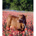 ʚ mushroom cows ɞ