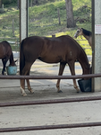 Horse_Lovers!