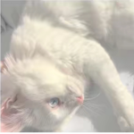 Elliedemon