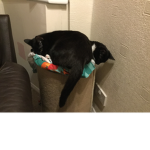 ROBLOX fans and Cat fans