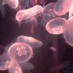 ʚ Rose quartz store ɞ