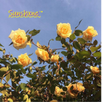 x Sunshine x
