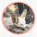 The kingdom of Lemon the fennec fox