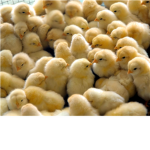 Chick Lovers Club