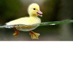 Ducky Is Overpowered