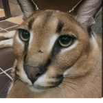 THE Floppa ARMY ,. , , ,, ,