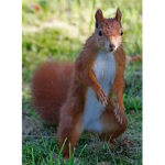 SquirrelRBLX Fan group!